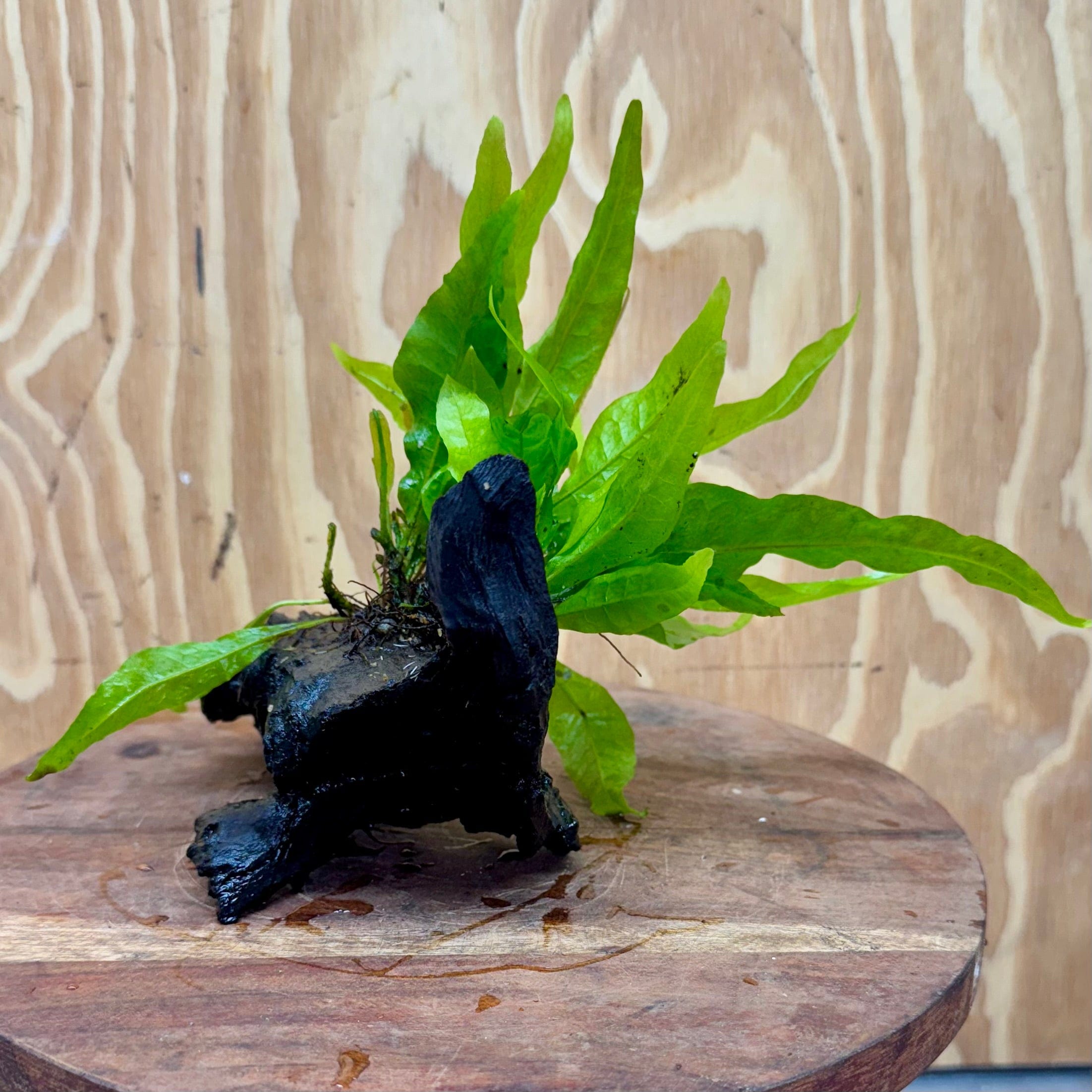 Scapeshop.com.au One Only Microsorum Driftwood Creation - Small (Java Fern) - One Only - Glorious Buy Microsorum Driftwood Creation - Small (Java Fern) - One Only - Glorious