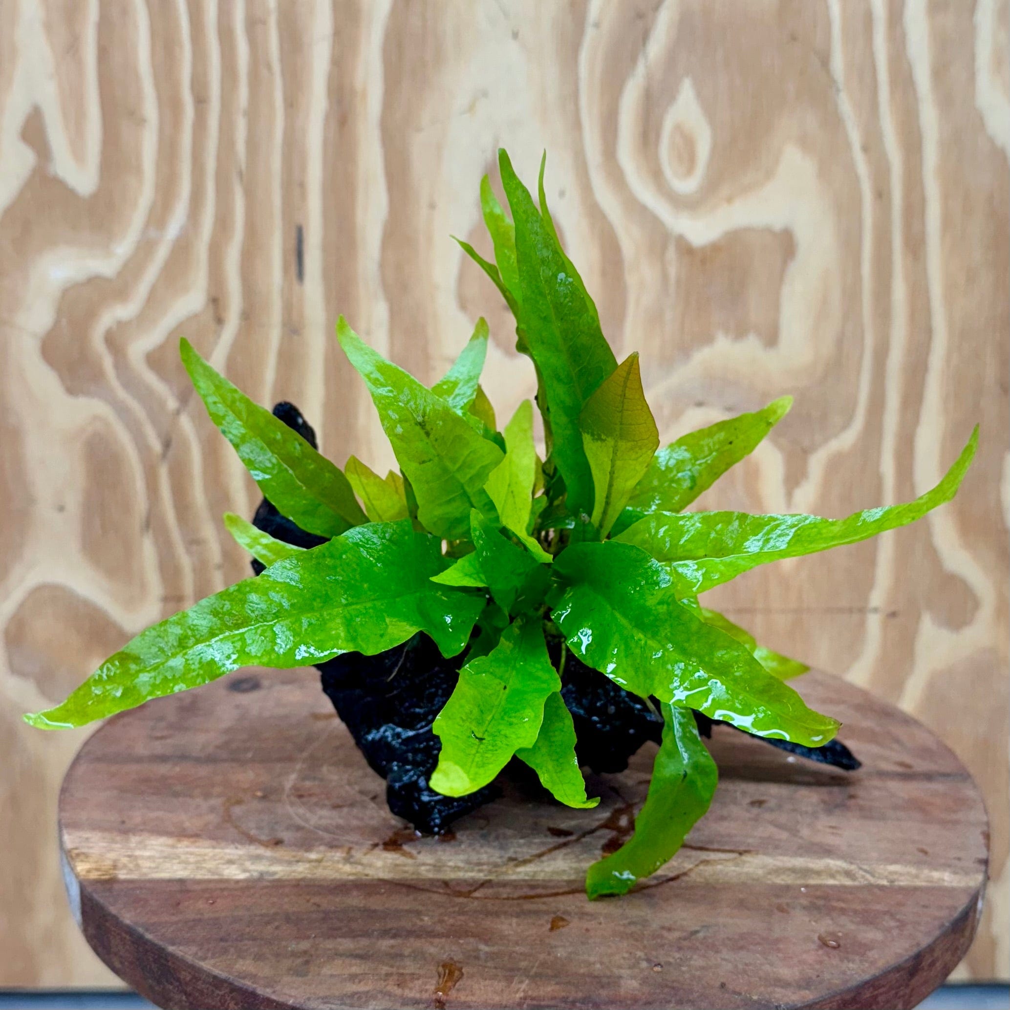 Scapeshop.com.au One Only Microsorum Driftwood Creation - Small (Java Fern) - One Only - Glorious Buy Microsorum Driftwood Creation - Small (Java Fern) - One Only - Glorious