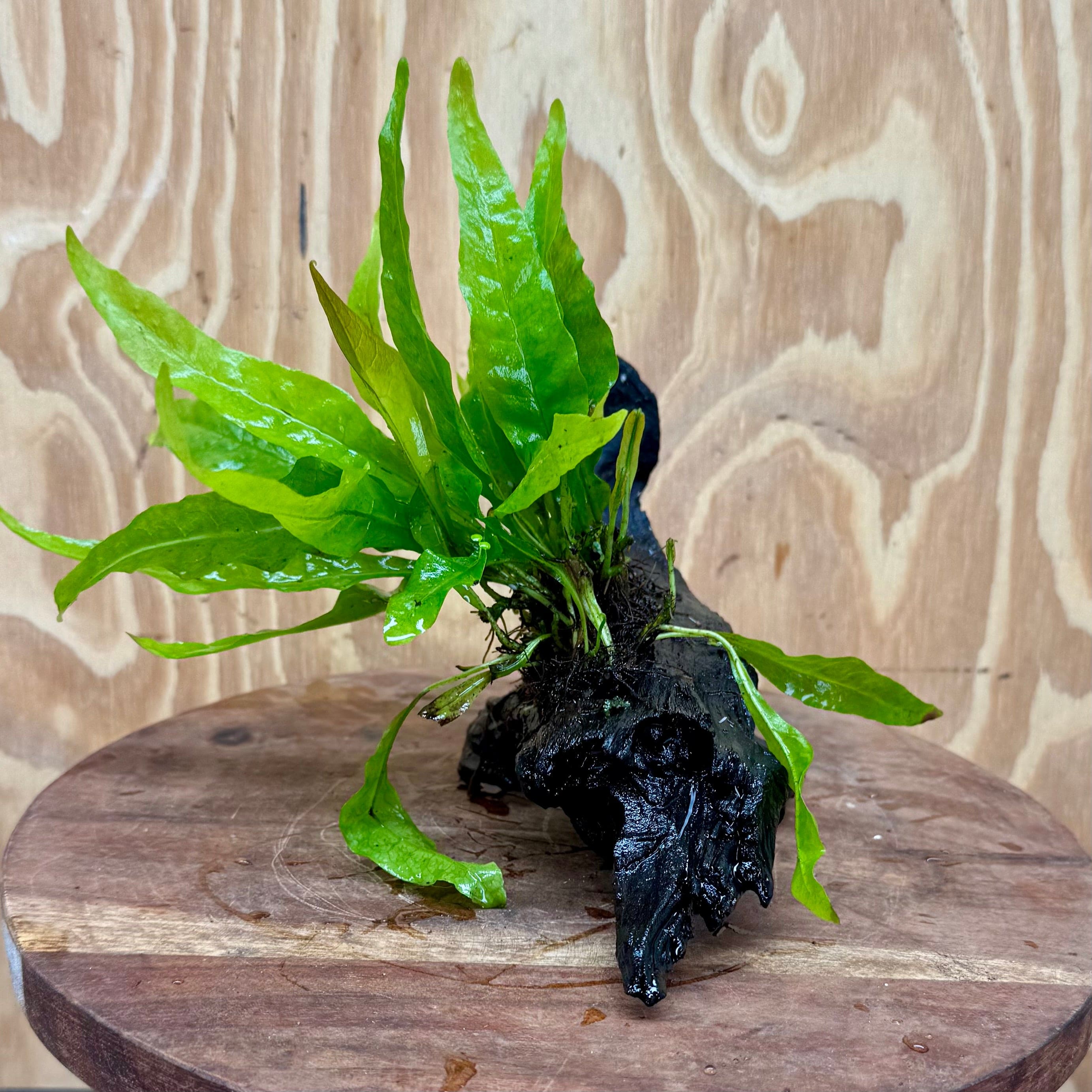 Scapeshop.com.au One Only Microsorum Driftwood Creation - Small (Java Fern) - One Only - Glorious Buy Microsorum Driftwood Creation - Small (Java Fern) - One Only - Glorious