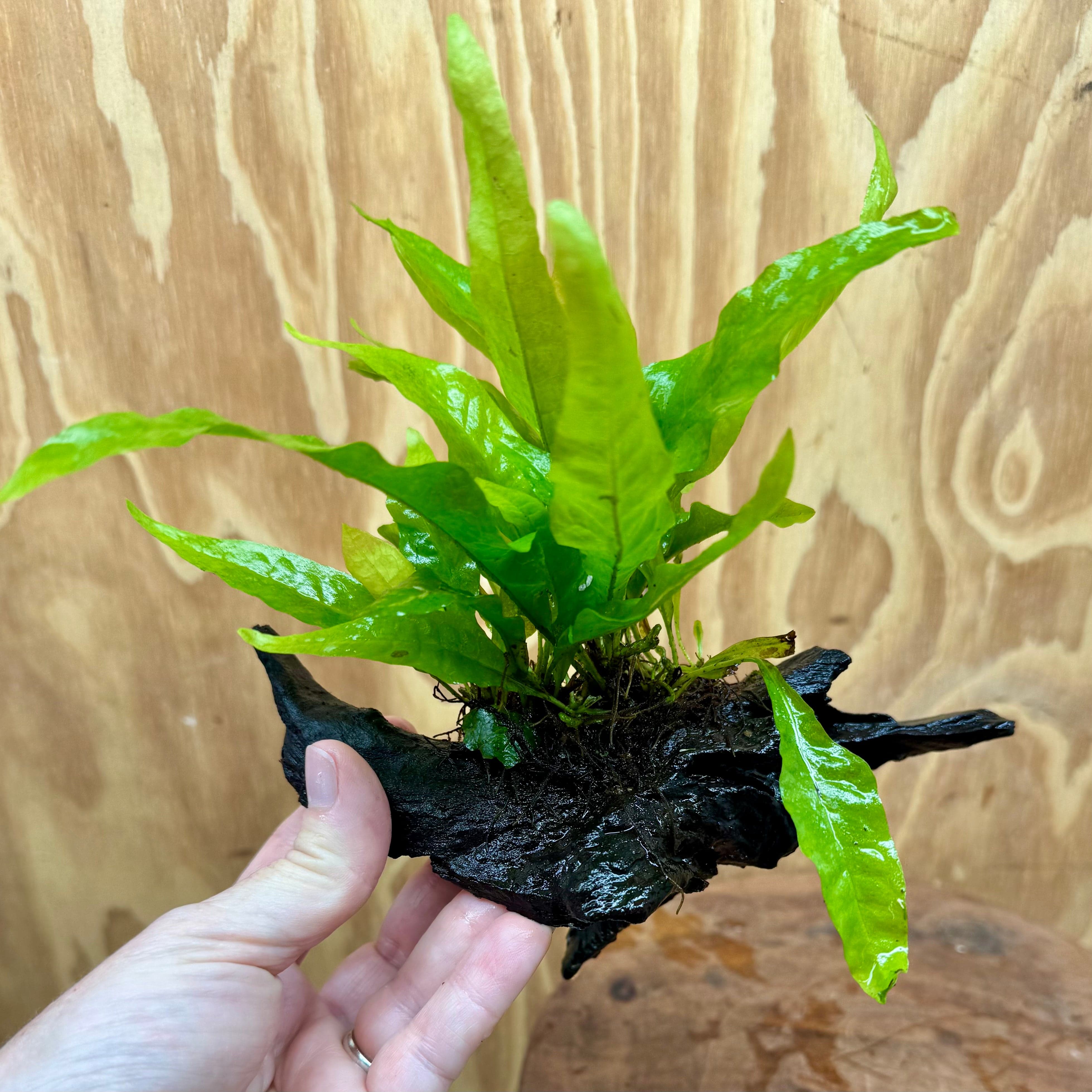Scapeshop.com.au One Only Microsorum Driftwood Creation - Small (Java Fern) - One Only - Glorious Buy Microsorum Driftwood Creation - Small (Java Fern) - One Only - Glorious