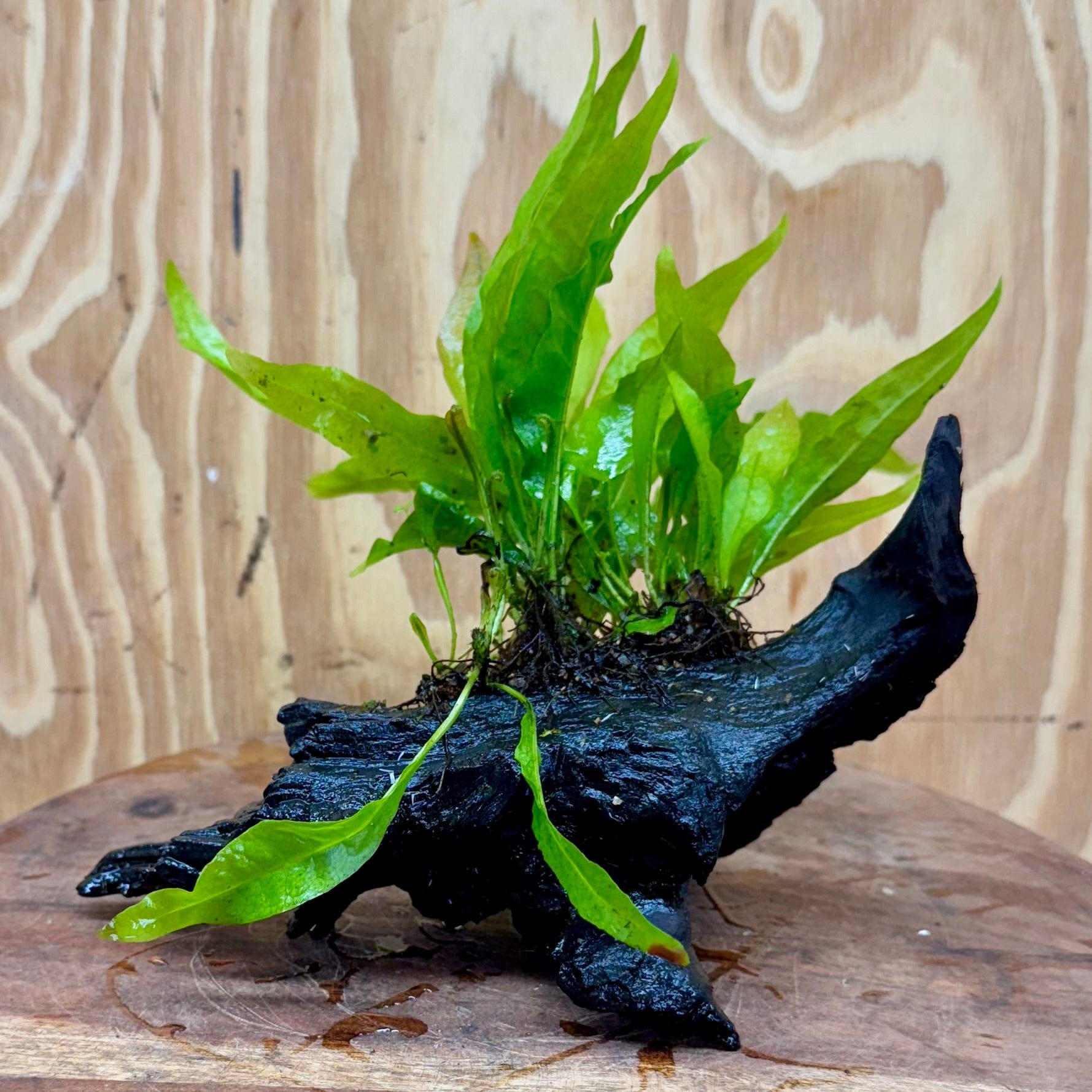 Scapeshop.com.au One Only Microsorum Driftwood Creation - Small (Java Fern) - One Only - Glorious Buy Microsorum Driftwood Creation - Small (Java Fern) - One Only - Glorious
