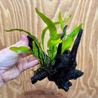 Scapeshop.com.au One Only Microsorum Driftwood Creation - Small (Java Fern) - One Only - Glorious Buy Microsorum Driftwood Creation - Small (Java Fern) - One Only - Glorious