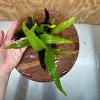 Scapeshop.com.au One Only Microsorum Driftwood Creation - Small (Java Fern) - One Only - Glorious Buy Microsorum Driftwood Creation - Small (Java Fern) - One Only - Glorious