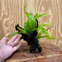 Scapeshop.com.au One Only Microsorum Driftwood Creation - Small (Java Fern) - One Only - Glorious Buy Microsorum Driftwood Creation - Small (Java Fern) - One Only - Glorious