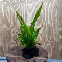 Scapeshop.com.au One Only Microsorum Driftwood Creation - Small (Java Fern) - One Only - Glorious Buy Microsorum Driftwood Creation - Small (Java Fern) - One Only - Glorious