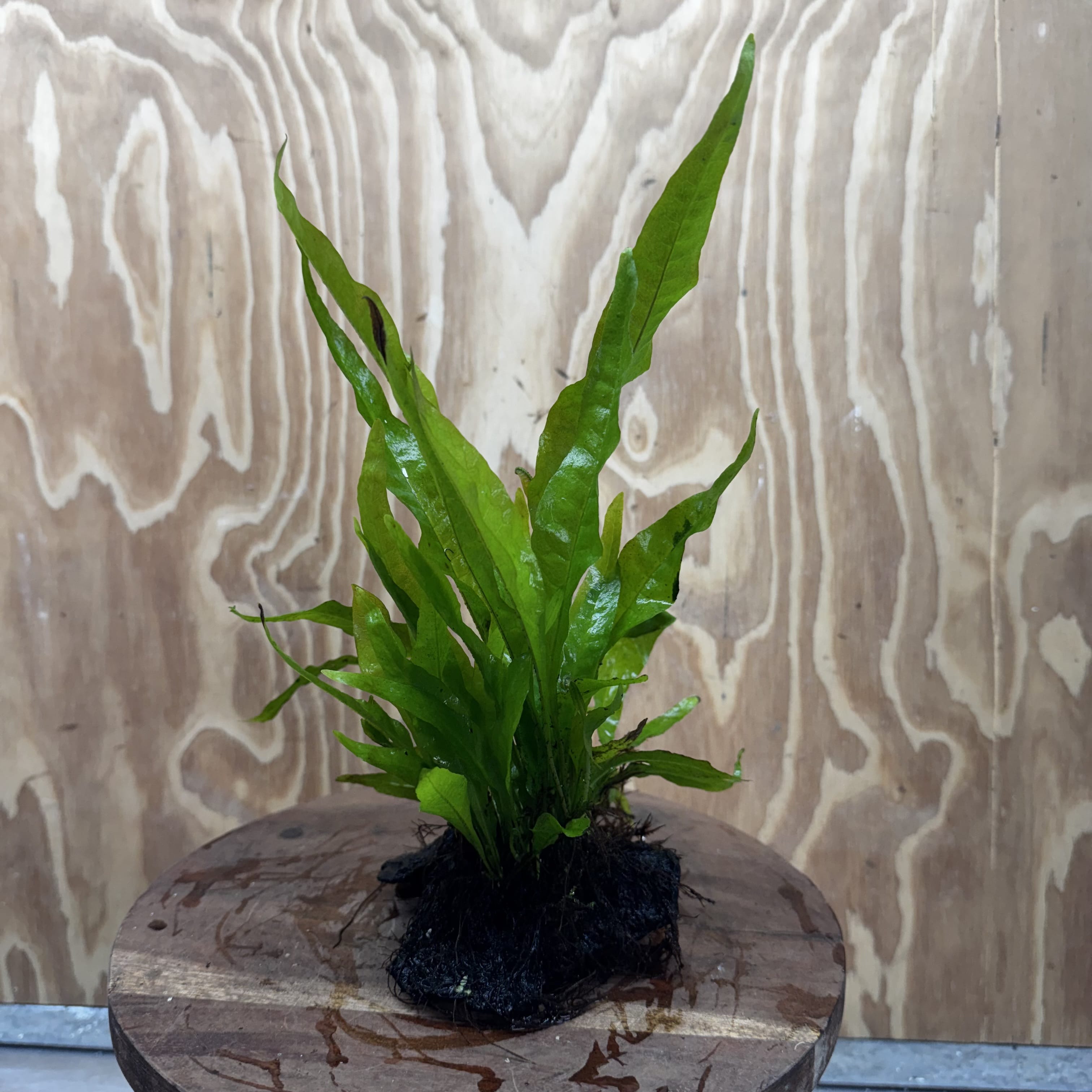 Scapeshop.com.au One Only Microsorum Driftwood Creation - Small (Java Fern) - One Only - Glorious Buy Microsorum Driftwood Creation - Small (Java Fern) - One Only - Glorious