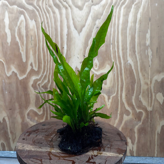 Scapeshop.com.au One Only Microsorum Driftwood Creation - Small (Java Fern) - One Only - Glorious Buy Microsorum Driftwood Creation - Small (Java Fern) - One Only - Glorious