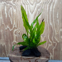 Scapeshop.com.au One Only Microsorum Driftwood Creation - Small (Java Fern) - One Only - Glorious Buy Microsorum Driftwood Creation - Small (Java Fern) - One Only - Glorious