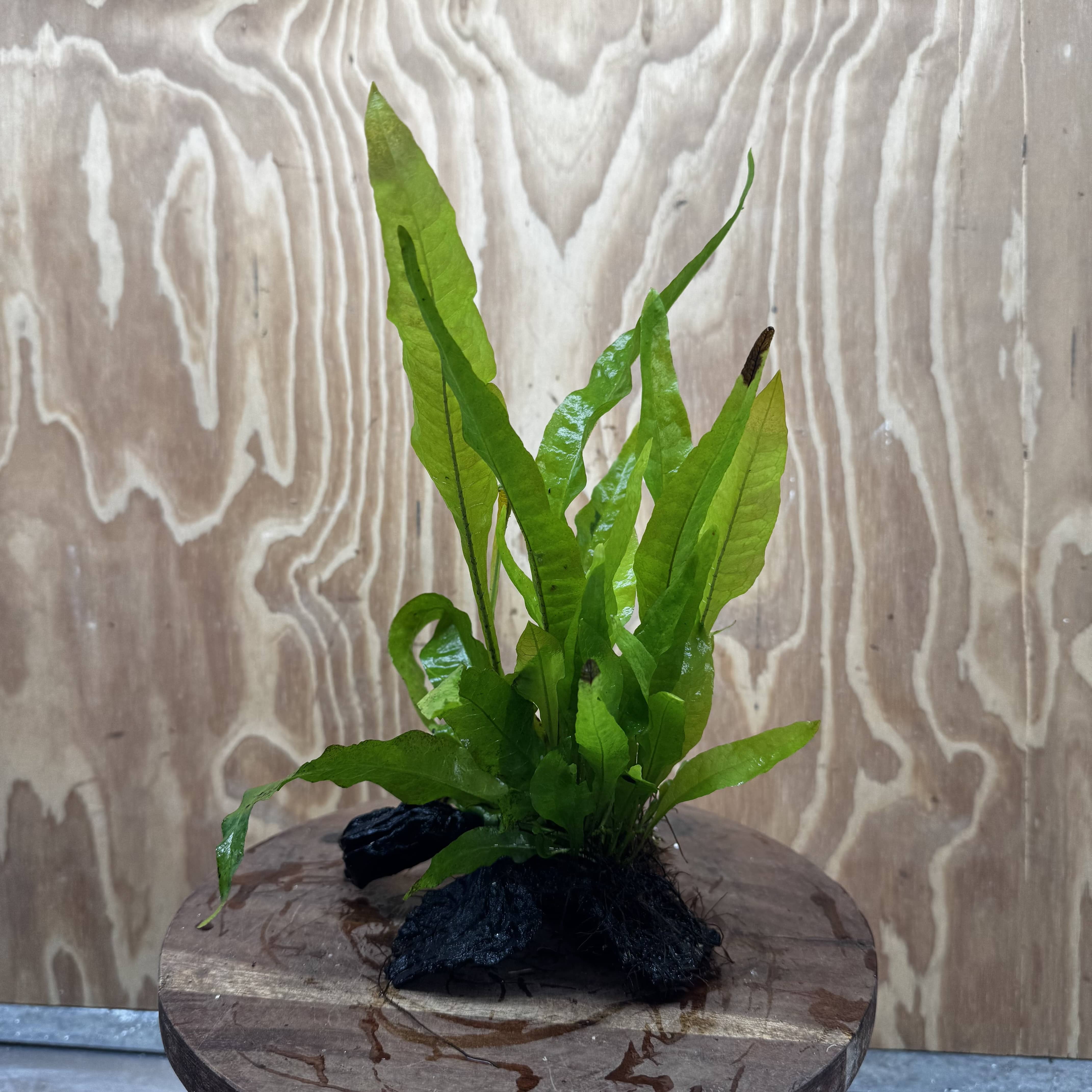 Scapeshop.com.au One Only Microsorum Driftwood Creation - Small (Java Fern) - One Only - Glorious Buy Microsorum Driftwood Creation - Small (Java Fern) - One Only - Glorious
