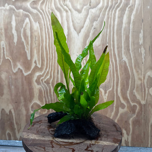 Scapeshop.com.au One Only Microsorum Driftwood Creation - Small (Java Fern) - One Only - Glorious Buy Microsorum Driftwood Creation - Small (Java Fern) - One Only - Glorious
