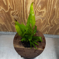 Scapeshop.com.au One Only Microsorum Driftwood Creation - Small (Java Fern) - One Only - Glorious Buy Microsorum Driftwood Creation - Small (Java Fern) - One Only - Glorious