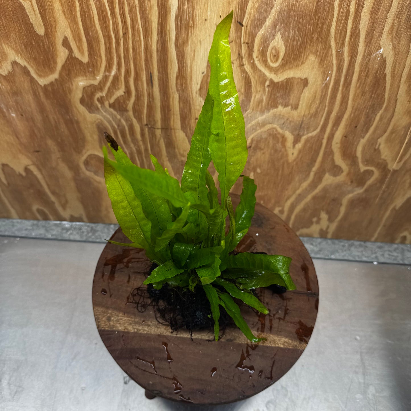 Scapeshop.com.au One Only Microsorum Driftwood Creation - Small (Java Fern) - One Only - Glorious Buy Microsorum Driftwood Creation - Small (Java Fern) - One Only - Glorious