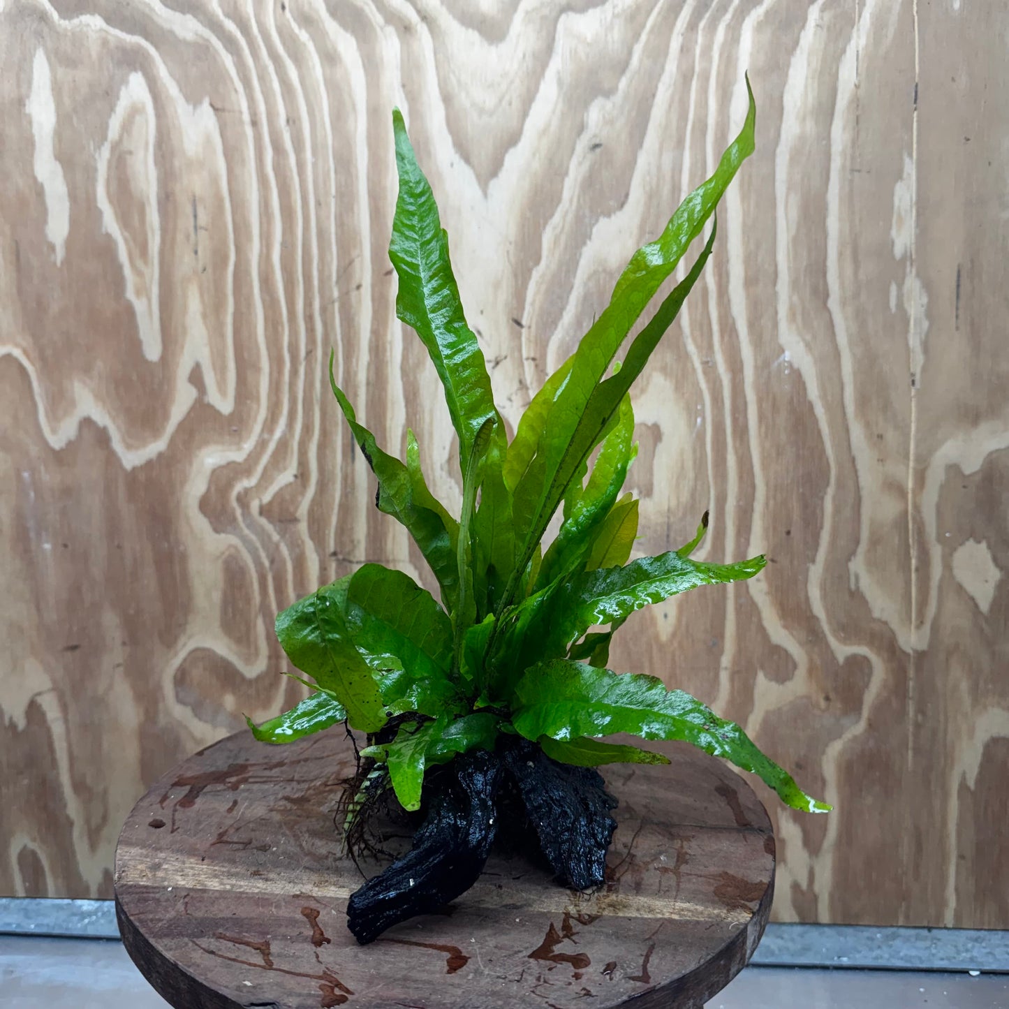 Scapeshop.com.au One Only Microsorum Driftwood Creation - Small (Java Fern) - One Only - Glorious Buy Microsorum Driftwood Creation - Small (Java Fern) - One Only - Glorious