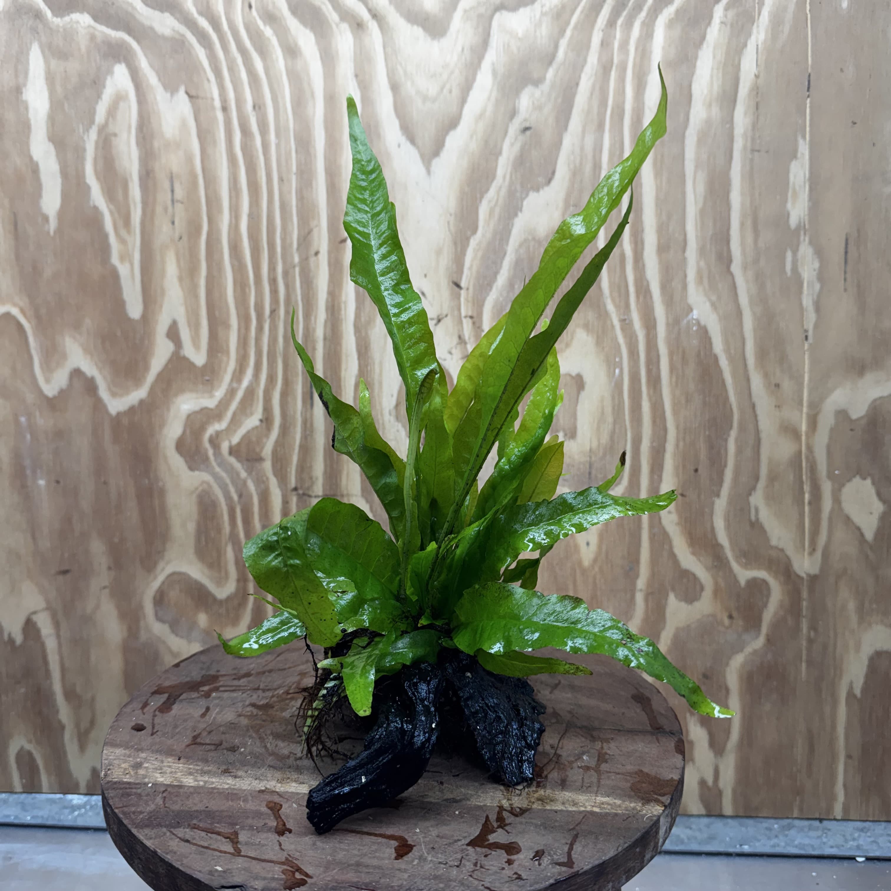 Scapeshop.com.au One Only Microsorum Driftwood Creation - Small (Java Fern) - One Only - Glorious Buy Microsorum Driftwood Creation - Small (Java Fern) - One Only - Glorious