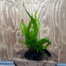 Scapeshop.com.au One Only Microsorum Driftwood Creation - Small (Java Fern) - One Only - Glorious Buy Microsorum Driftwood Creation - Small (Java Fern) - One Only - Glorious