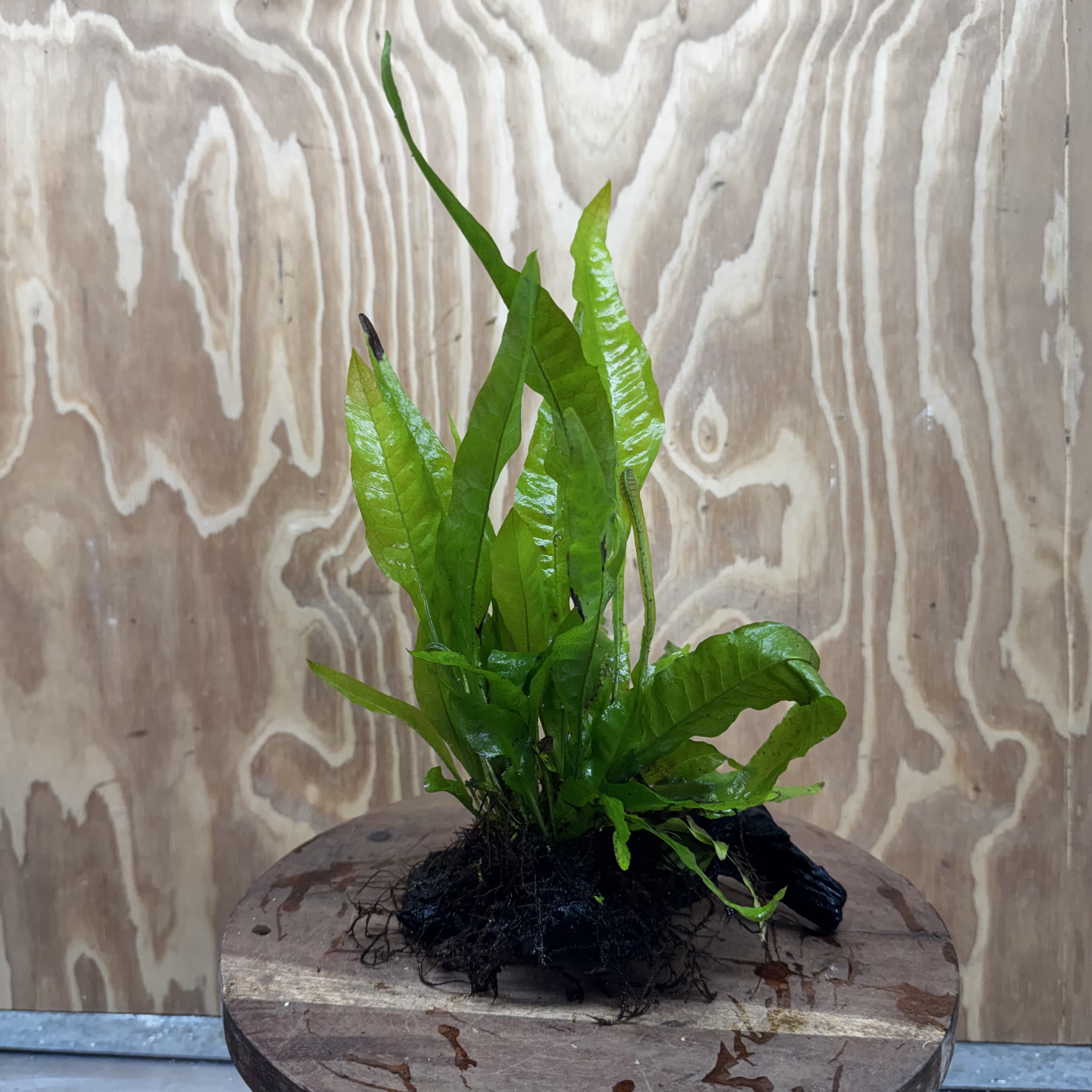 Scapeshop.com.au One Only Microsorum Driftwood Creation - Small (Java Fern) - One Only - Glorious Buy Microsorum Driftwood Creation - Small (Java Fern) - One Only - Glorious