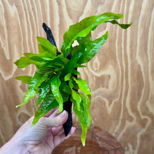 Scapeshop.com.au One Only Microsorum Driftwood Creation - Small (Java Fern) - One Only - Happy Microsorum Driftwood Creation - Small (Java Fern) - One Only - Happy