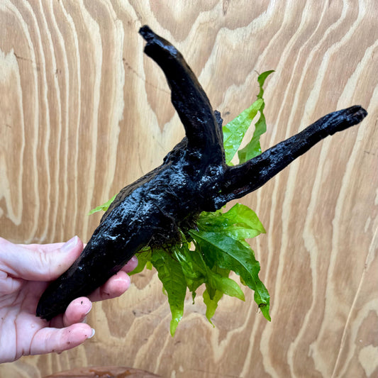 Scapeshop.com.au One Only Microsorum Driftwood Creation - Small (Java Fern) - One Only - Happy Microsorum Driftwood Creation - Small (Java Fern) - One Only - Happy
