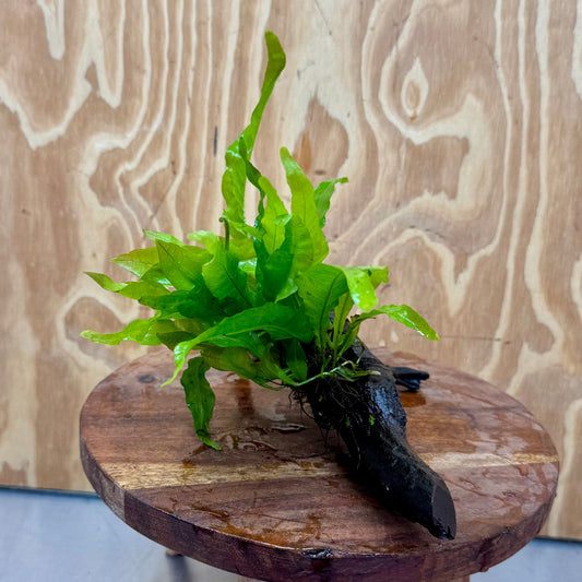 Scapeshop.com.au One Only Microsorum Driftwood Creation - Small (Java Fern) - One Only - Happy Microsorum Driftwood Creation - Small (Java Fern) - One Only - Happy