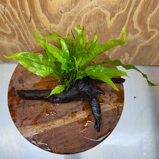 Scapeshop.com.au One Only Microsorum Driftwood Creation - Small (Java Fern) - One Only - Happy Microsorum Driftwood Creation - Small (Java Fern) - One Only - Happy