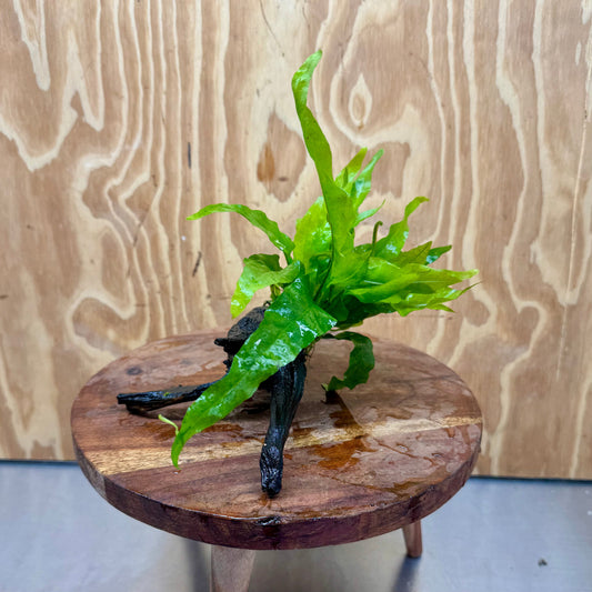 Scapeshop.com.au One Only Microsorum Driftwood Creation - Small (Java Fern) - One Only - Happy Microsorum Driftwood Creation - Small (Java Fern) - One Only - Happy