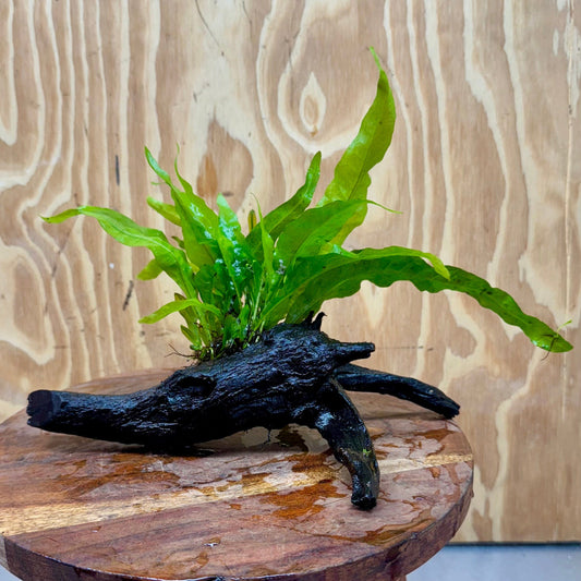 Scapeshop.com.au One Only Microsorum Driftwood Creation - Small (Java Fern) - One Only - Happy Microsorum Driftwood Creation - Small (Java Fern) - One Only - Happy