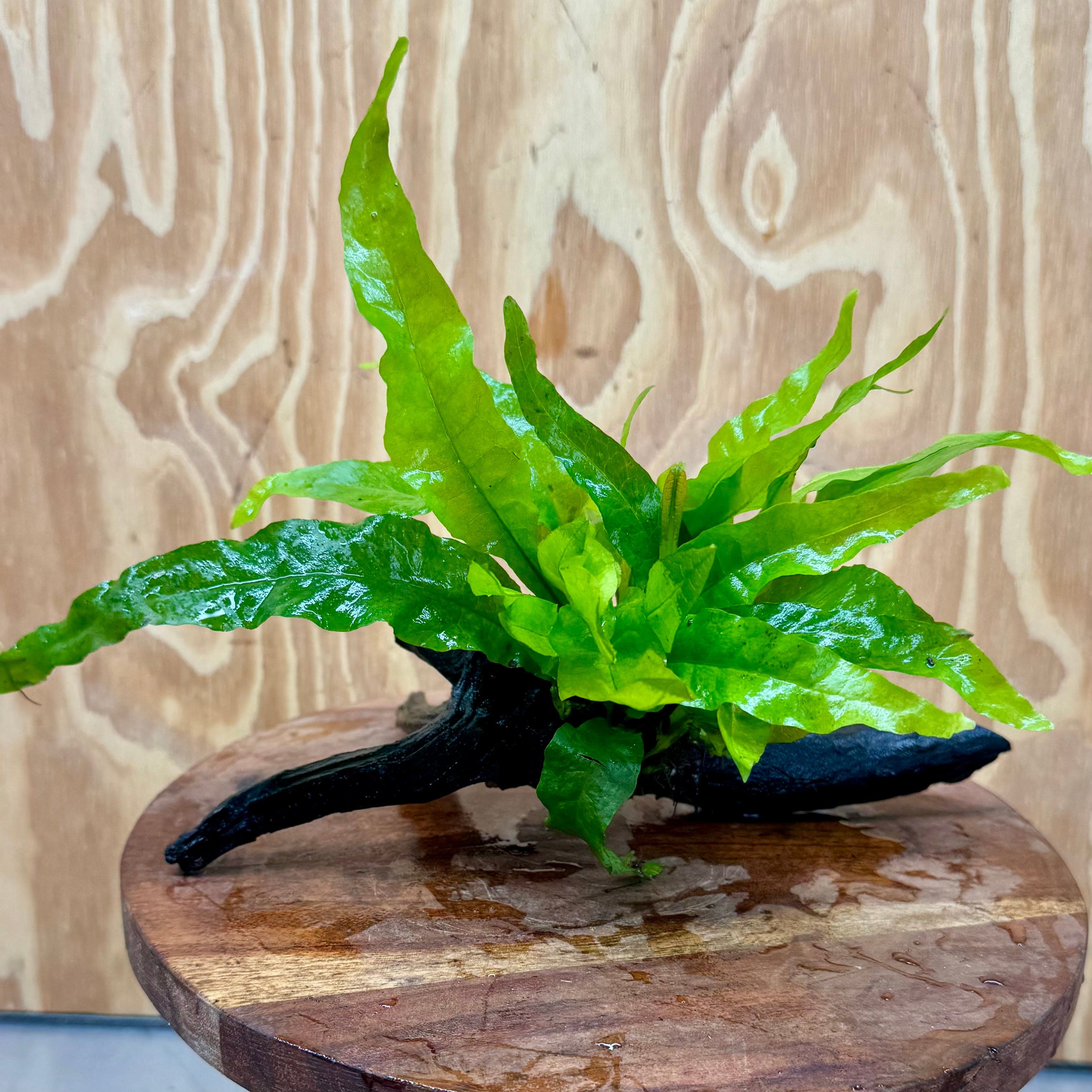 Microsorum Driftwood Creation - Small (Java Fern) - One Only - Happy ...