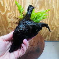 Scapeshop.com.au One Only Microsorum Driftwood Creation - Small (Java Fern) - One Only - Happy Microsorum Driftwood Creation - Small (Java Fern) - One Only - Happy