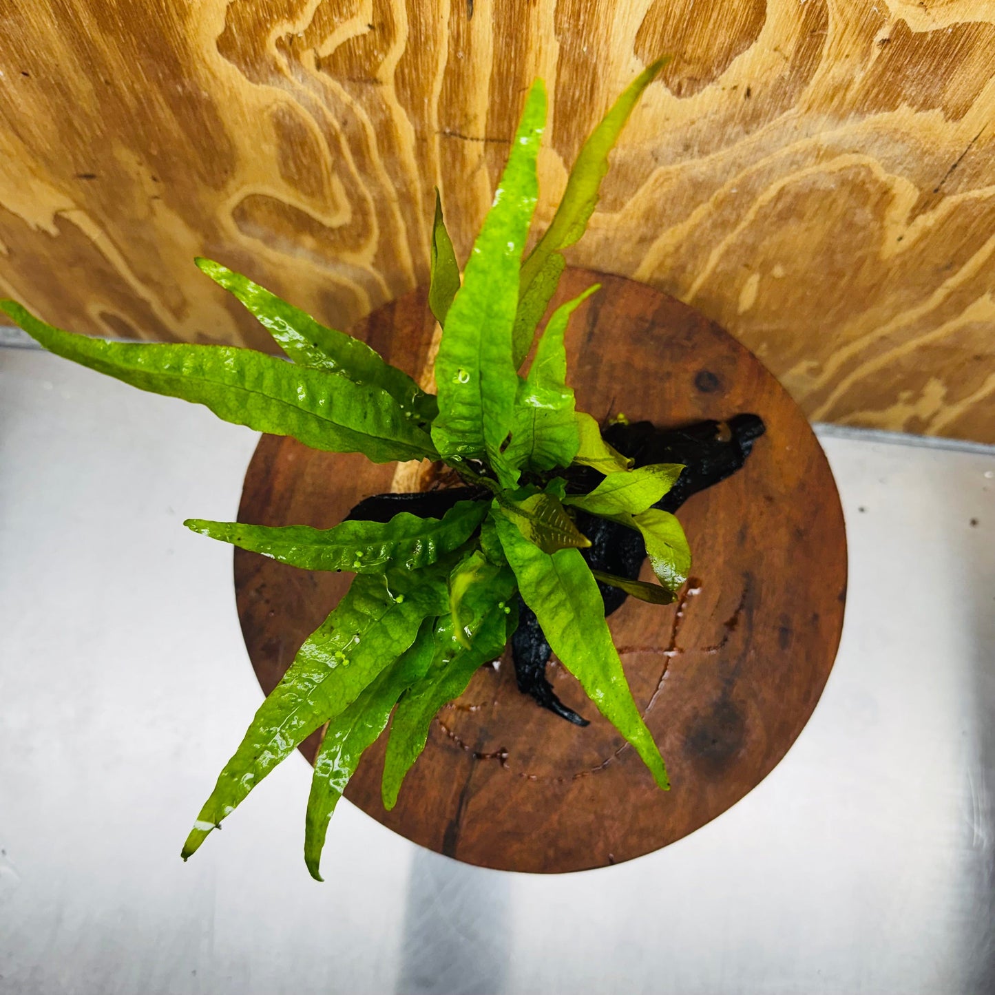 Scapeshop.com.au One Only Microsorum Driftwood Creation - Small (Java Fern) - One Only - Happy Microsorum Driftwood Creation - Small (Java Fern) - One Only - Happy