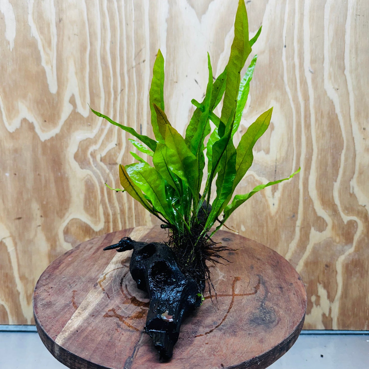 Scapeshop.com.au One Only Microsorum Driftwood Creation - Small (Java Fern) - One Only - Happy Microsorum Driftwood Creation - Small (Java Fern) - One Only - Happy