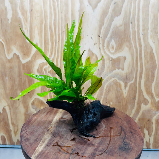 Scapeshop.com.au One Only Microsorum Driftwood Creation - Small (Java Fern) - One Only - Happy Microsorum Driftwood Creation - Small (Java Fern) - One Only - Happy