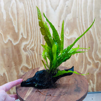 Scapeshop.com.au One Only Microsorum Driftwood Creation - Small (Java Fern) - One Only - Happy Microsorum Driftwood Creation - Small (Java Fern) - One Only - Happy