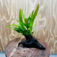 Scapeshop.com.au One Only Microsorum Driftwood Creation - Small (Java Fern) - One Only - Happy Microsorum Driftwood Creation - Small (Java Fern) - One Only - Happy