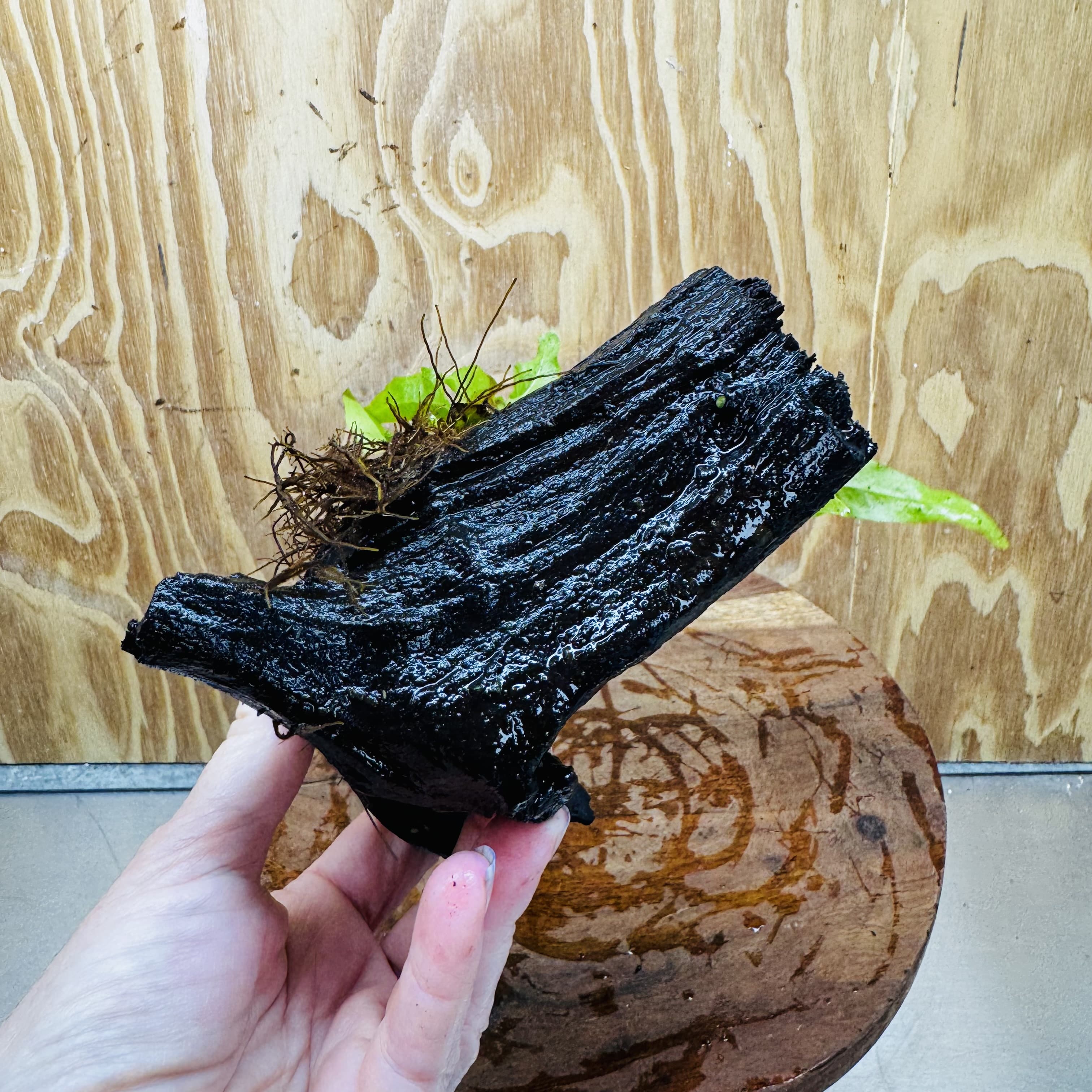 Scapeshop.com.au One Only Microsorum Driftwood Creation - Small (Java Fern) - One Only - Happy Microsorum Driftwood Creation - Small (Java Fern) - One Only - Happy