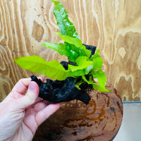 Scapeshop.com.au One Only Microsorum Driftwood Creation - Small (Java Fern) - One Only - Happy Microsorum Driftwood Creation - Small (Java Fern) - One Only - Happy