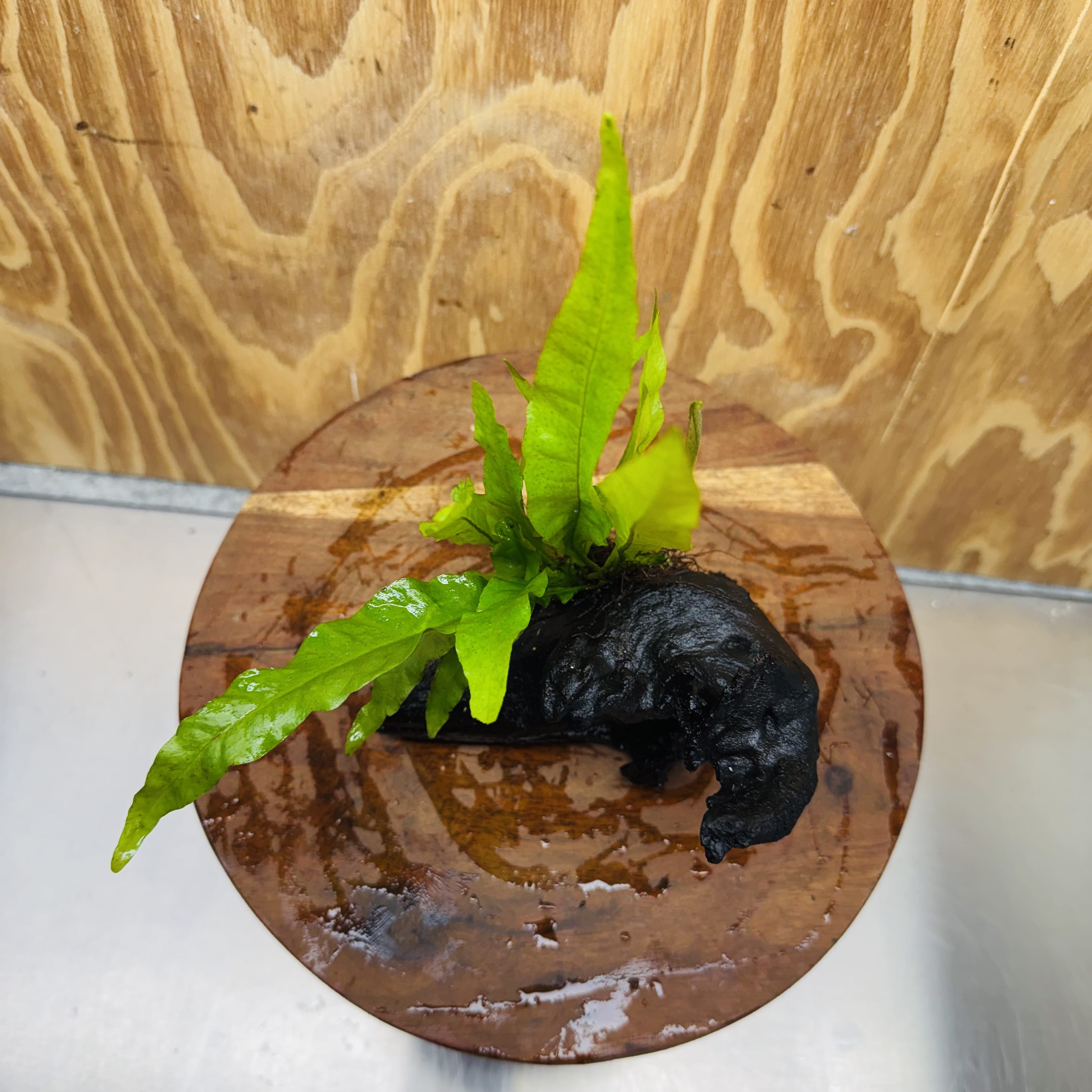 Scapeshop.com.au One Only Microsorum Driftwood Creation - Small (Java Fern) - One Only - Happy Microsorum Driftwood Creation - Small (Java Fern) - One Only - Happy