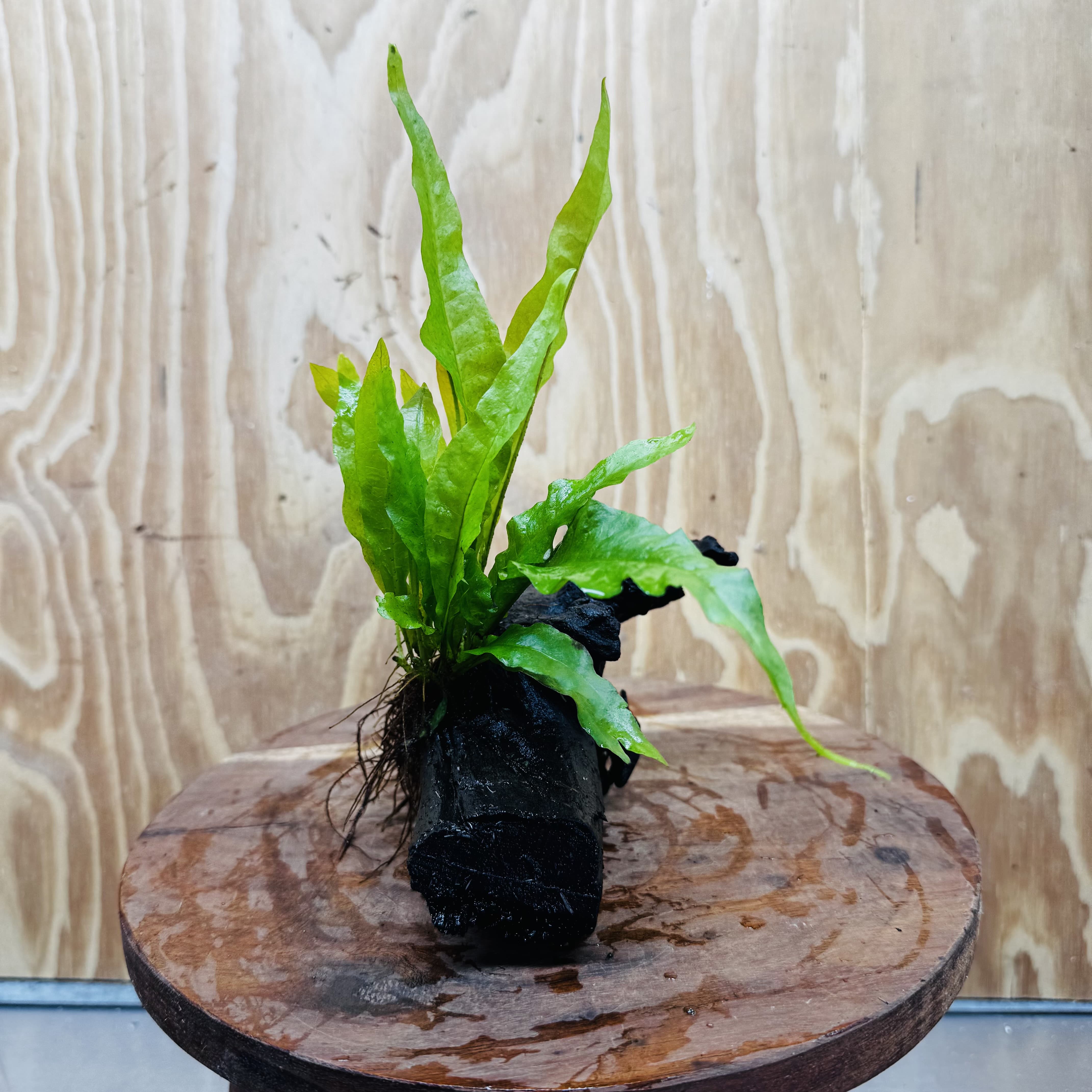 Scapeshop.com.au One Only Microsorum Driftwood Creation - Small (Java Fern) - One Only - Happy Microsorum Driftwood Creation - Small (Java Fern) - One Only - Happy