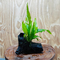 Scapeshop.com.au One Only Microsorum Driftwood Creation - Small (Java Fern) - One Only - Happy Microsorum Driftwood Creation - Small (Java Fern) - One Only - Happy