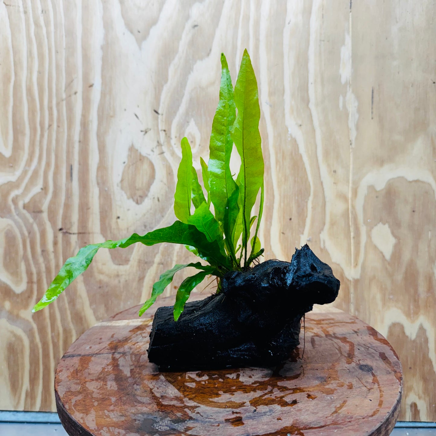 Scapeshop.com.au One Only Microsorum Driftwood Creation - Small (Java Fern) - One Only - Happy Microsorum Driftwood Creation - Small (Java Fern) - One Only - Happy