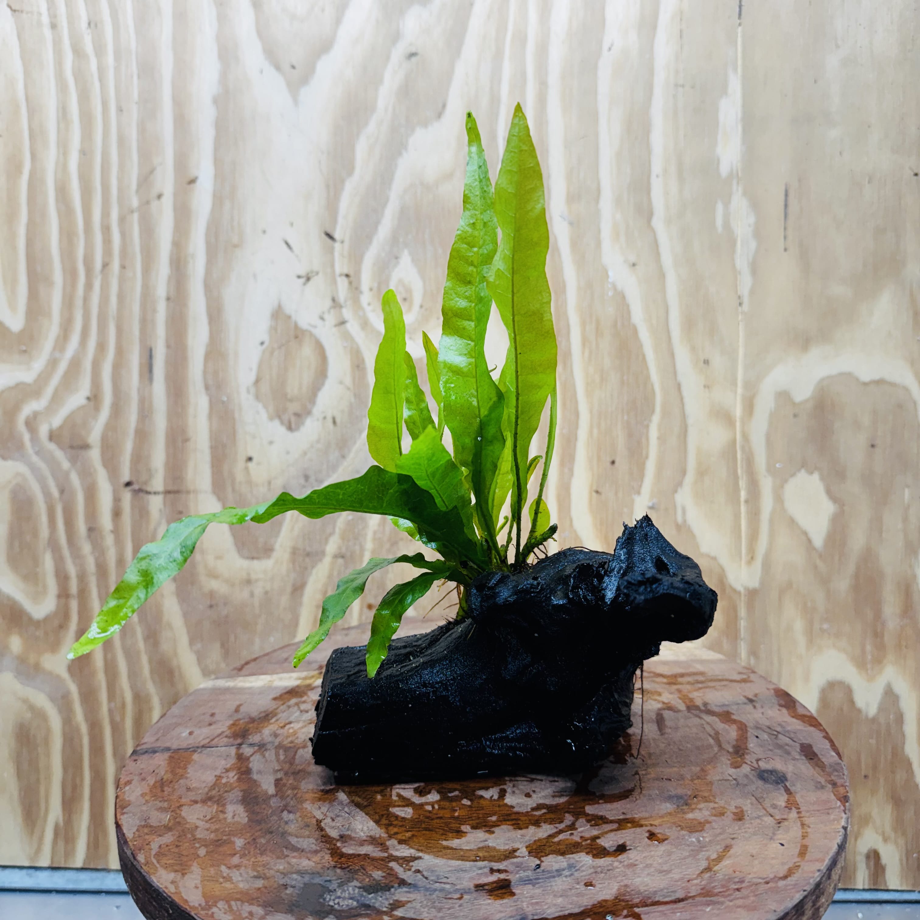 Scapeshop.com.au One Only Microsorum Driftwood Creation - Small (Java Fern) - One Only - Happy Microsorum Driftwood Creation - Small (Java Fern) - One Only - Happy