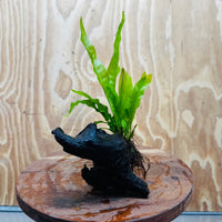 Scapeshop.com.au One Only Microsorum Driftwood Creation - Small (Java Fern) - One Only - Happy Microsorum Driftwood Creation - Small (Java Fern) - One Only - Happy
