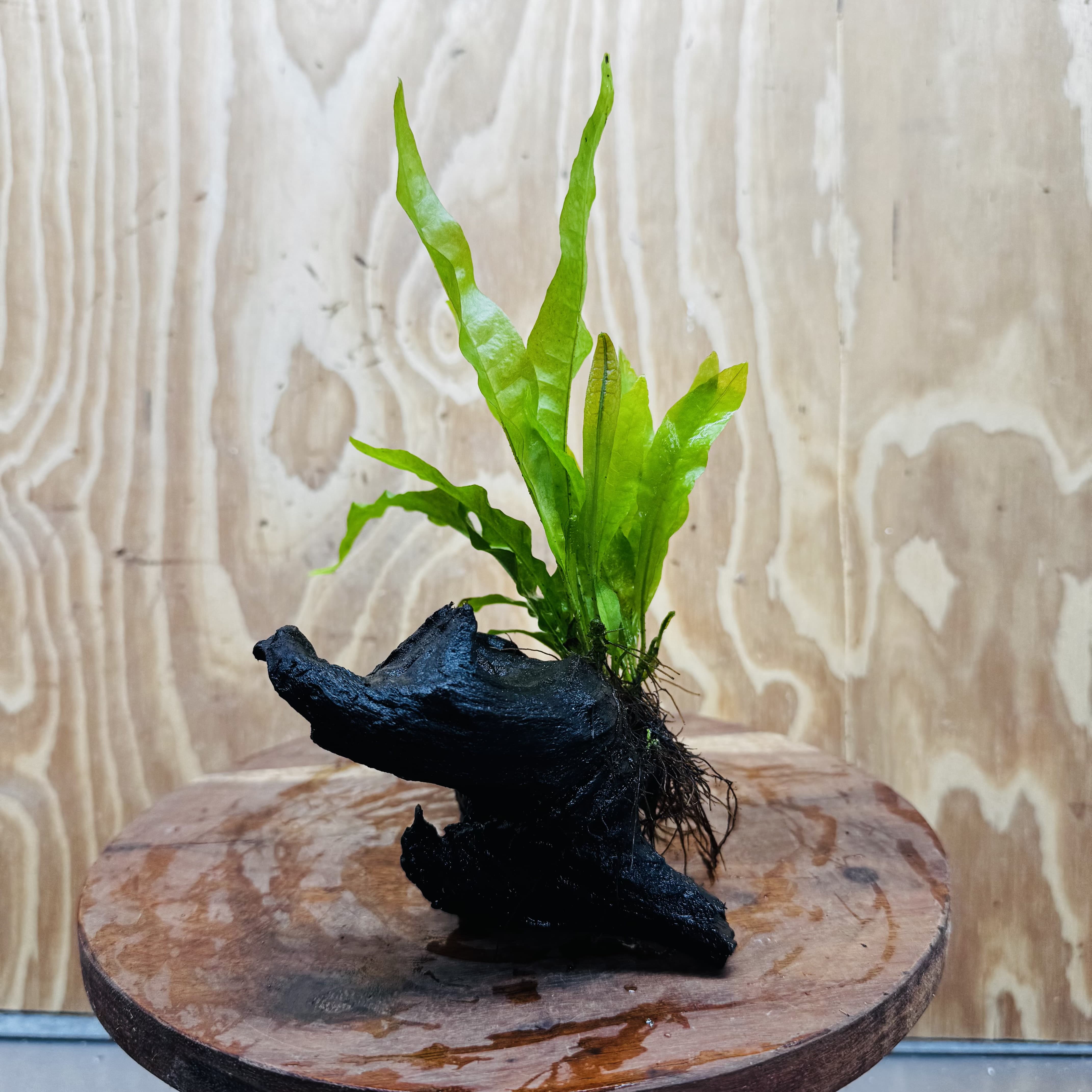 Scapeshop.com.au One Only Microsorum Driftwood Creation - Small (Java Fern) - One Only - Happy Microsorum Driftwood Creation - Small (Java Fern) - One Only - Happy