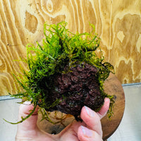 Pisces Enterprises One Only Moss Rock Lava Creation - Flame Moss and Java Moss - One Only - Herman Moss Rock Lava Creation - Flame Moss and Java Moss - One Only - Herman