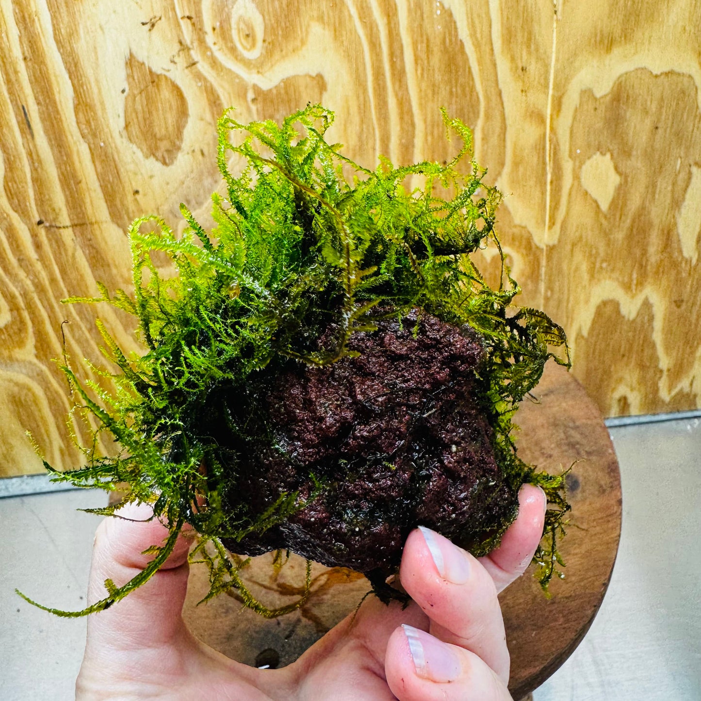 Pisces Enterprises One Only Moss Rock Lava Creation - Flame Moss and Java Moss - One Only - Herman Moss Rock Lava Creation - Flame Moss and Java Moss - One Only - Herman