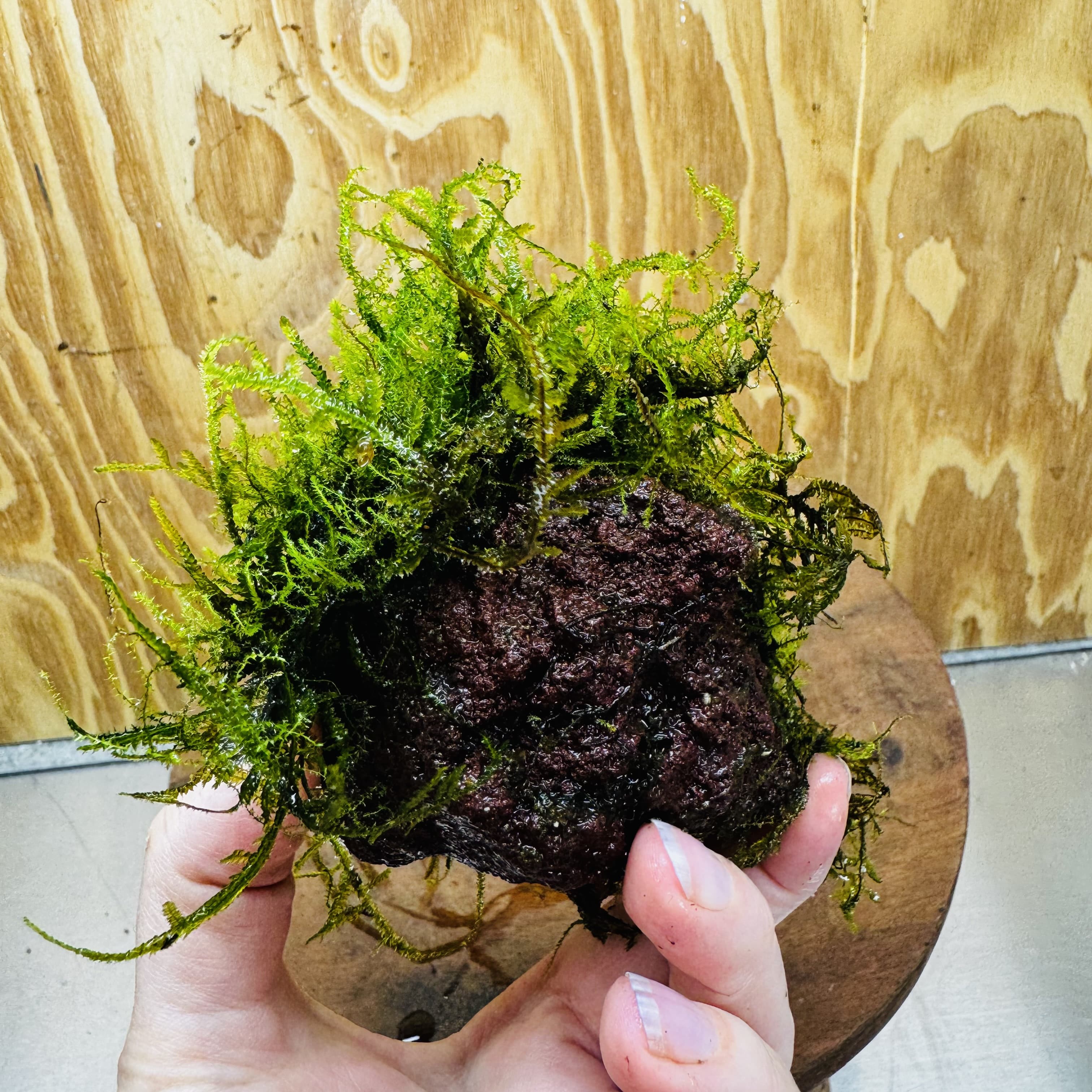 Pisces Enterprises One Only Moss Rock Lava Creation - Flame Moss and Java Moss - One Only - Herman Moss Rock Lava Creation - Flame Moss and Java Moss - One Only - Herman