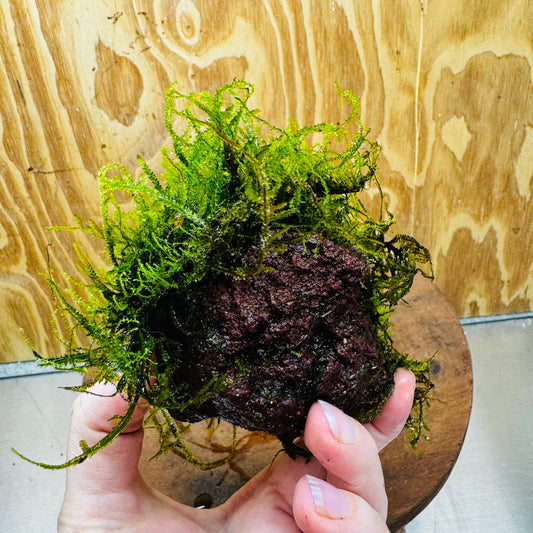 Pisces Enterprises One Only Moss Rock Lava Creation - Flame Moss and Java Moss - One Only - Herman Moss Rock Lava Creation - Flame Moss and Java Moss - One Only - Herman