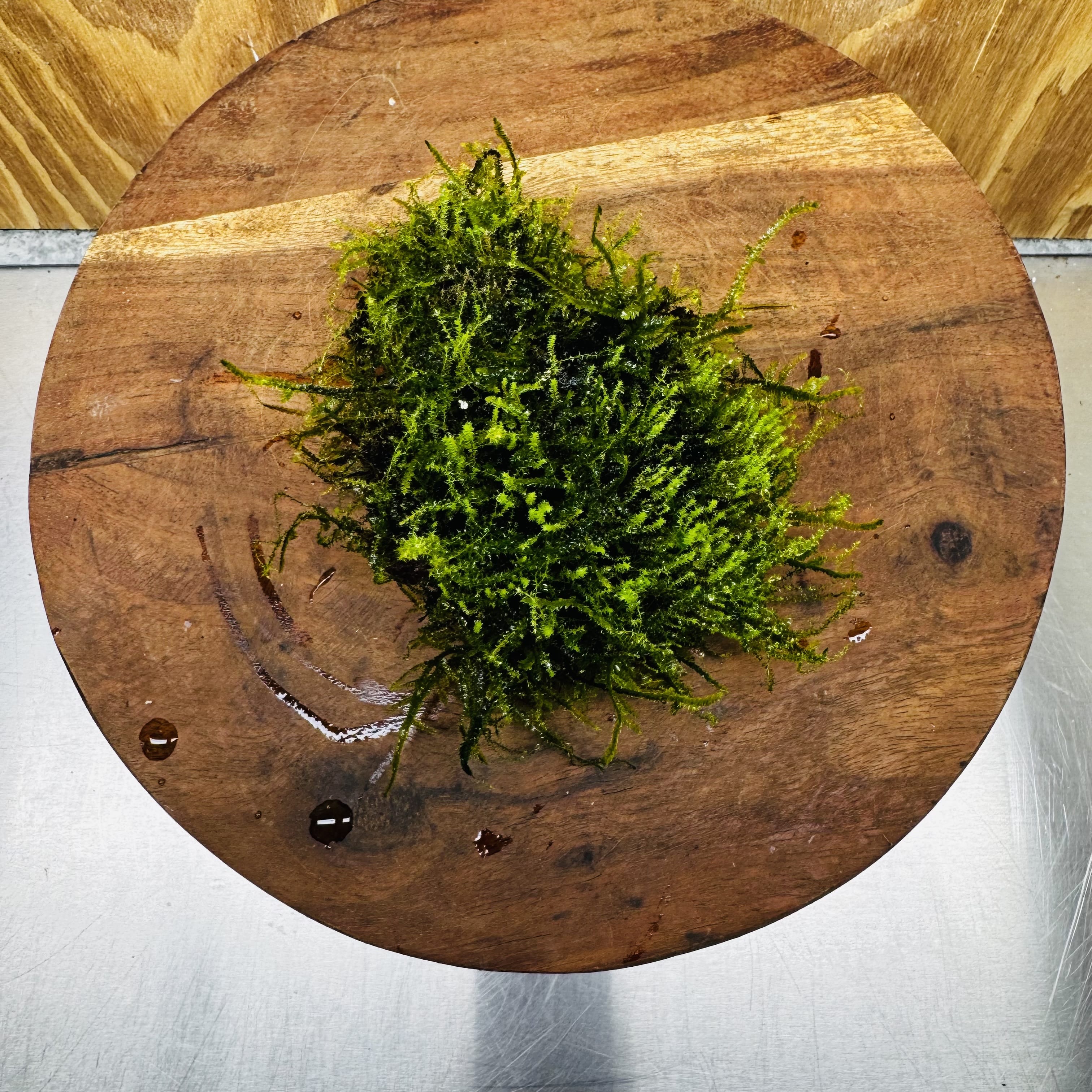 Pisces Enterprises One Only Moss Rock Lava Creation - Flame Moss and Java Moss - One Only - Herman Moss Rock Lava Creation - Flame Moss and Java Moss - One Only - Herman