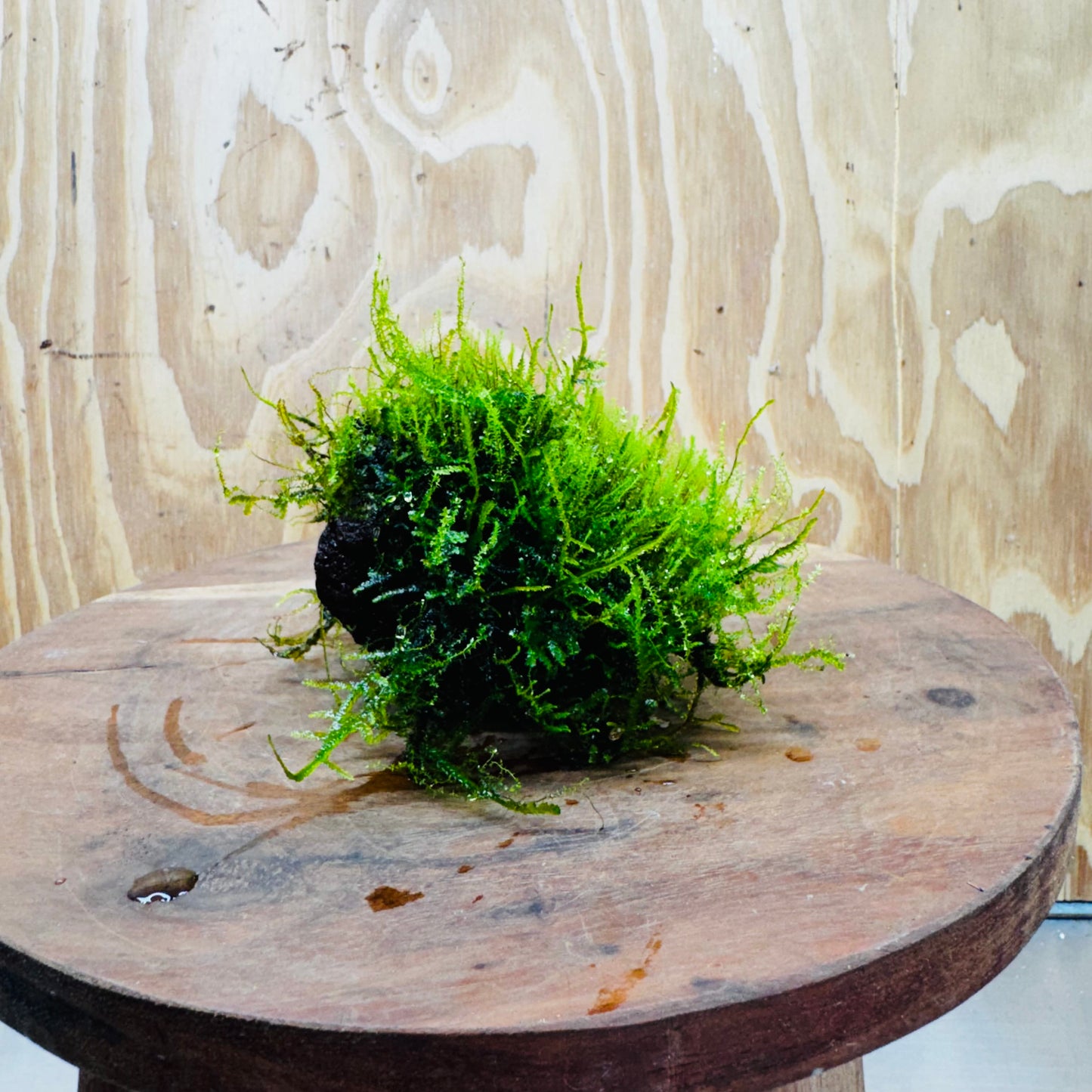 Pisces Enterprises One Only Moss Rock Lava Creation - Flame Moss and Java Moss - One Only - Herman Moss Rock Lava Creation - Flame Moss and Java Moss - One Only - Herman