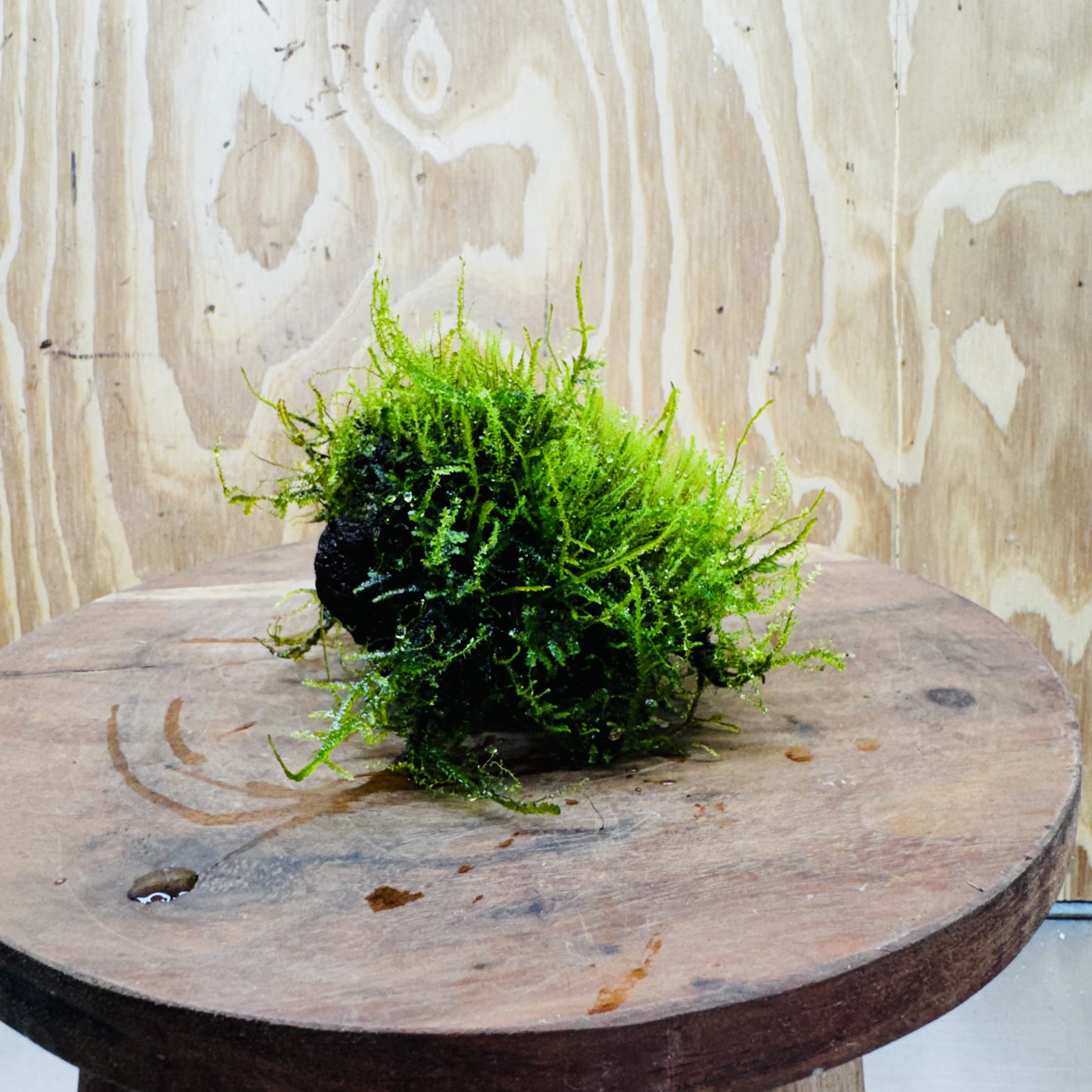 Pisces Enterprises One Only Moss Rock Lava Creation - Flame Moss and Java Moss - One Only - Herman Moss Rock Lava Creation - Flame Moss and Java Moss - One Only - Herman