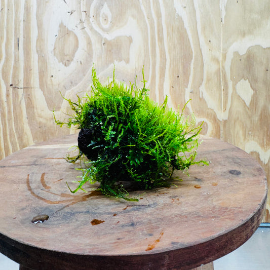 Pisces Enterprises One Only Moss Rock Lava Creation - Flame Moss and Java Moss - One Only - Herman Moss Rock Lava Creation - Flame Moss and Java Moss - One Only - Herman